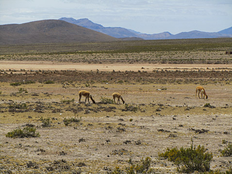 Altiplano