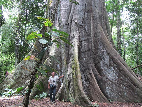 Regenwald Puerto Maldonado