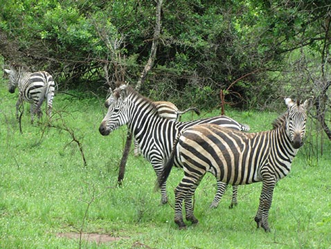 Zebras